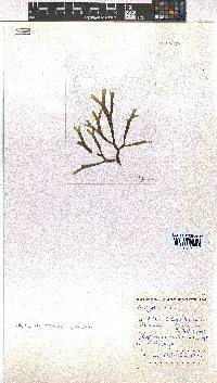 Image of Dictyota robusta