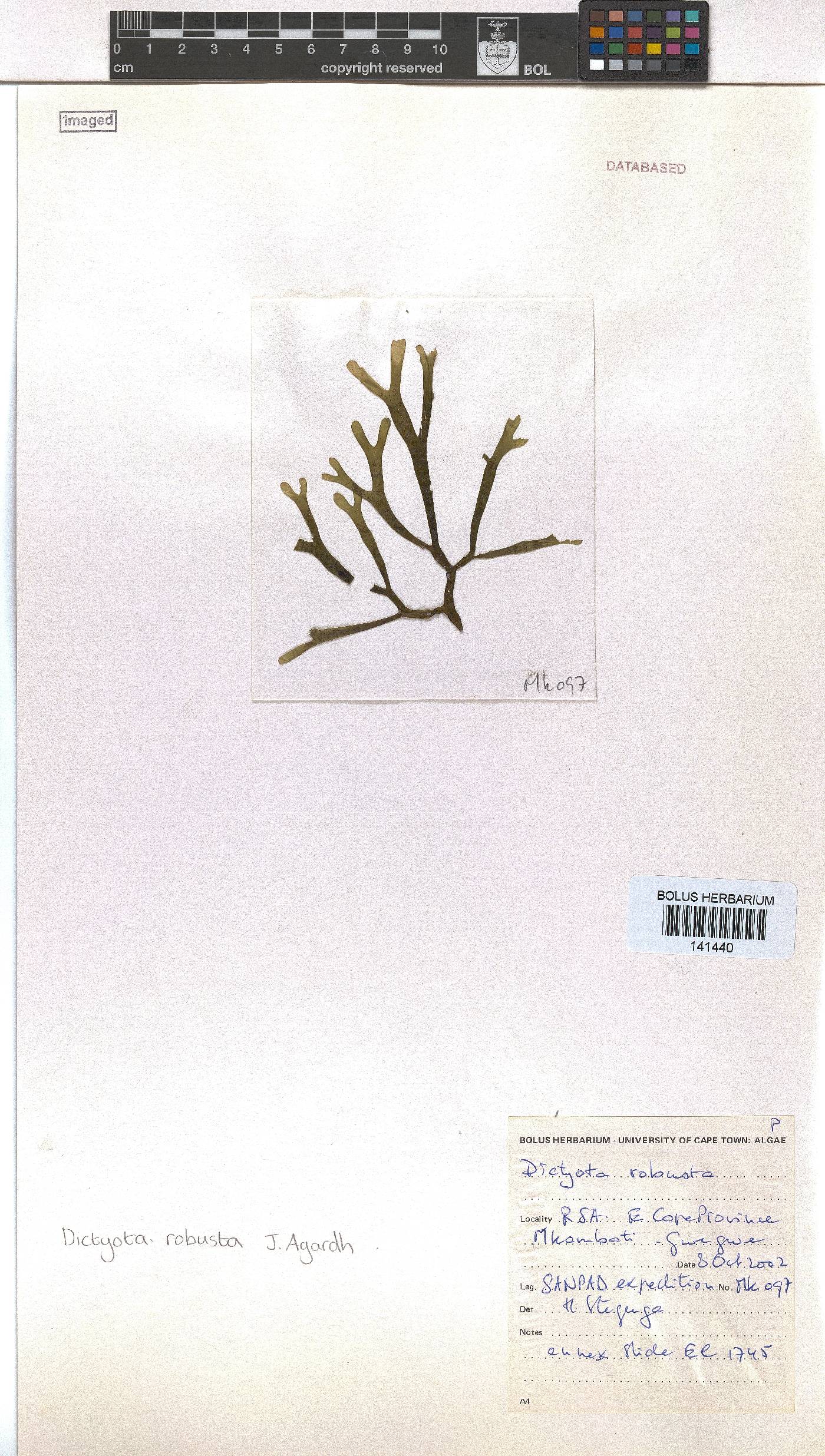 Dictyota robusta image