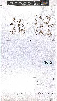Rugulopteryx suhrii image