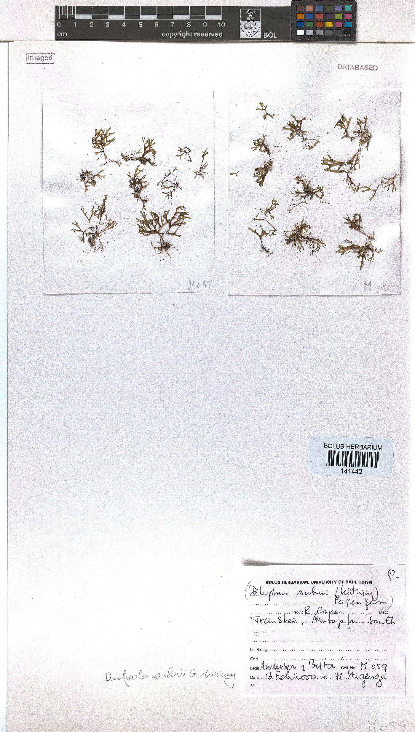Rugulopteryx image