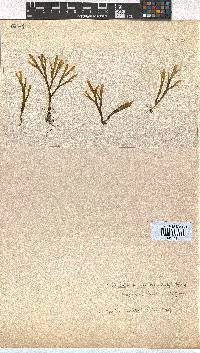 Rugulopteryx suhrii image