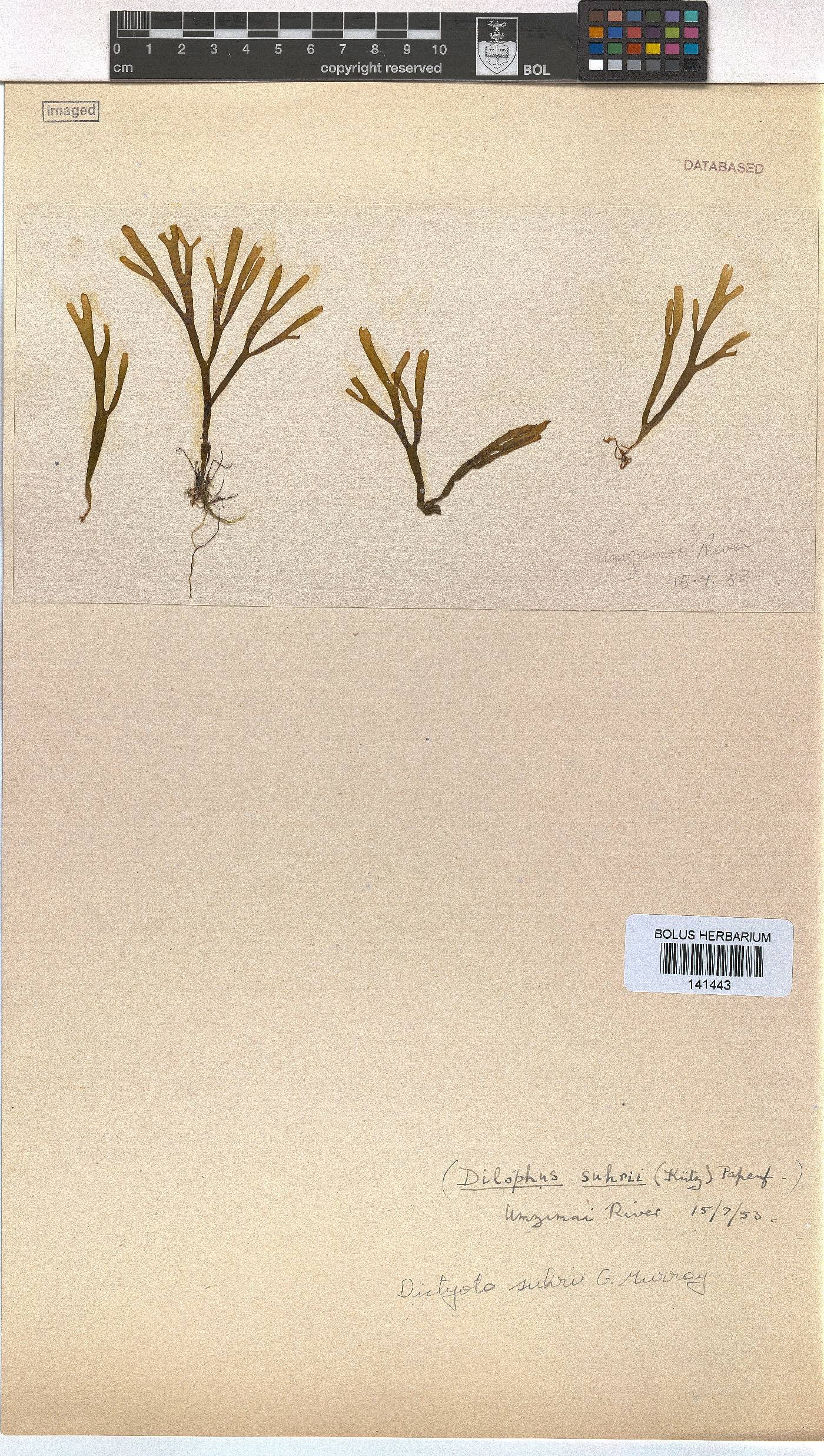 Rugulopteryx suhrii image