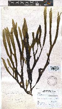 Rugulopteryx suhrii image