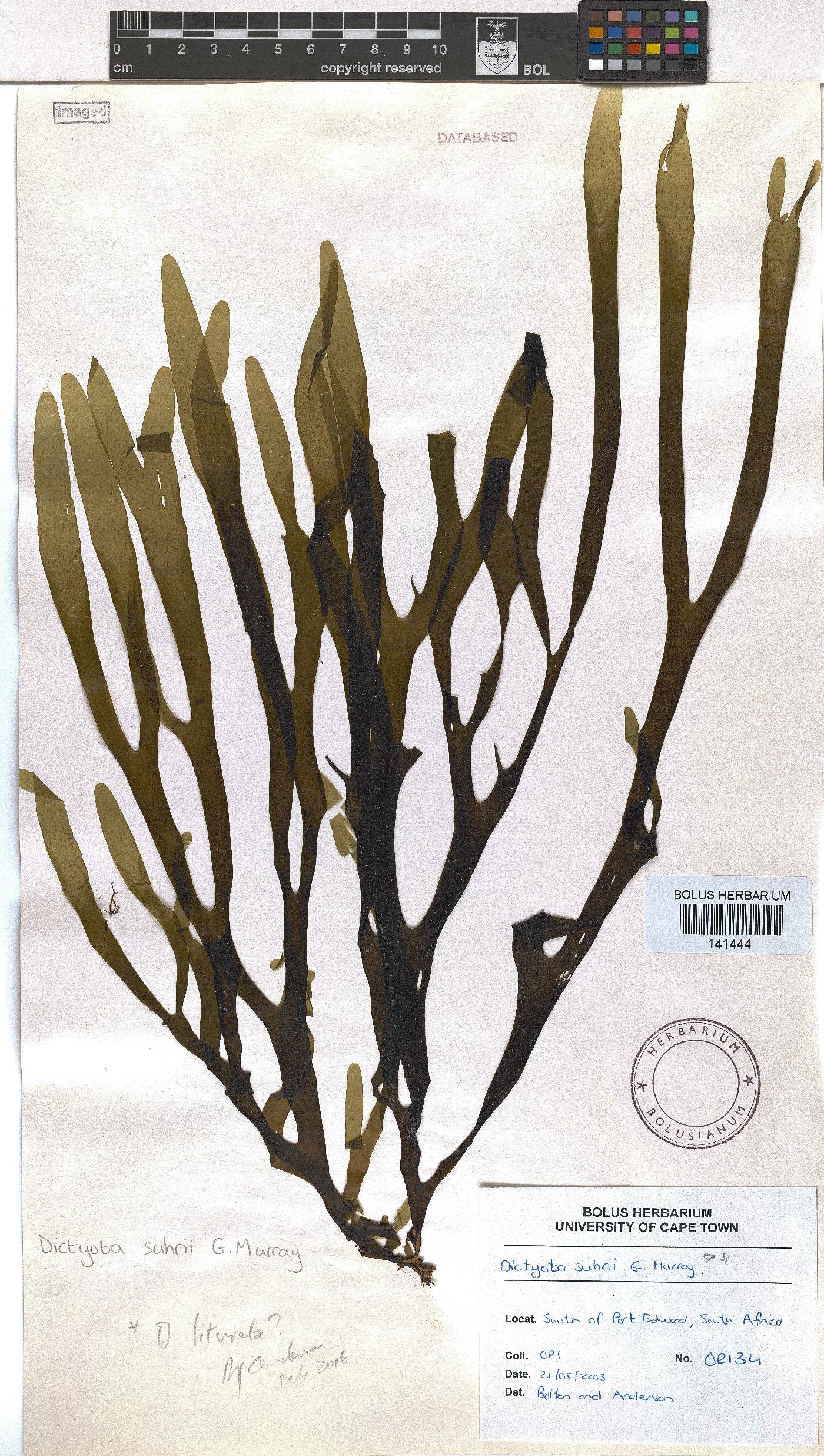 Rugulopteryx suhrii image