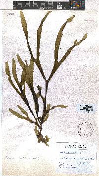Rugulopteryx suhrii image