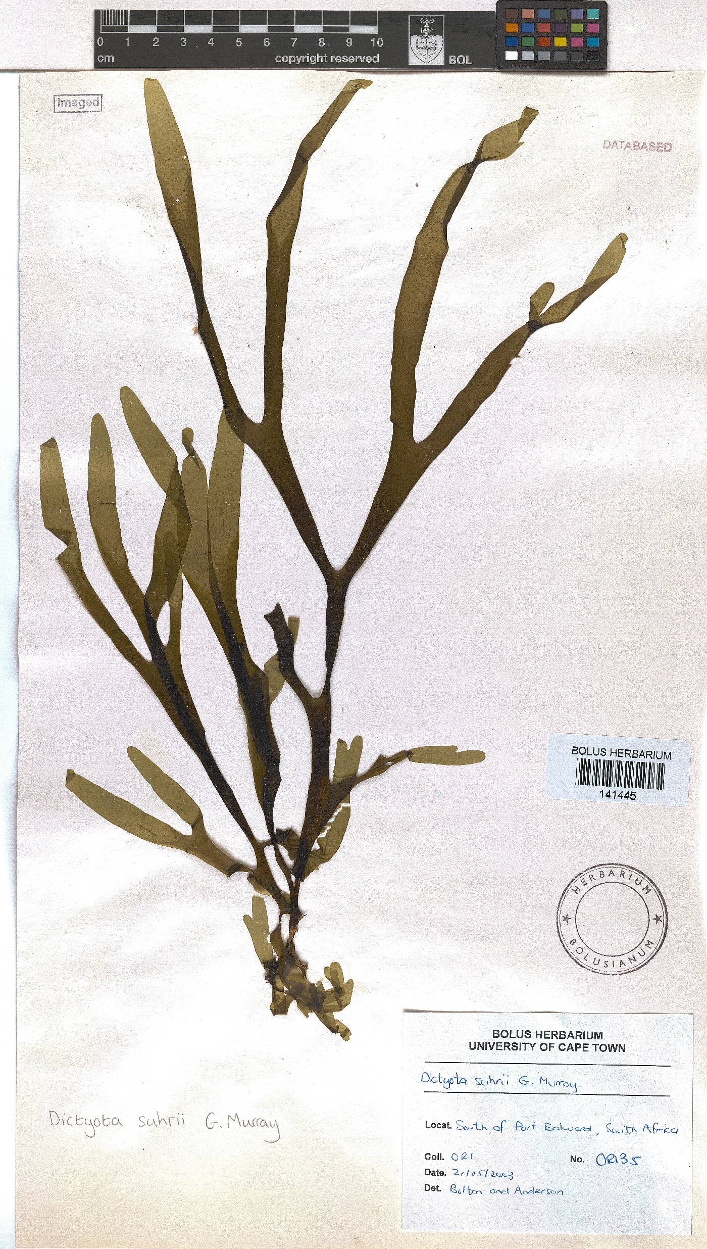 Rugulopteryx image