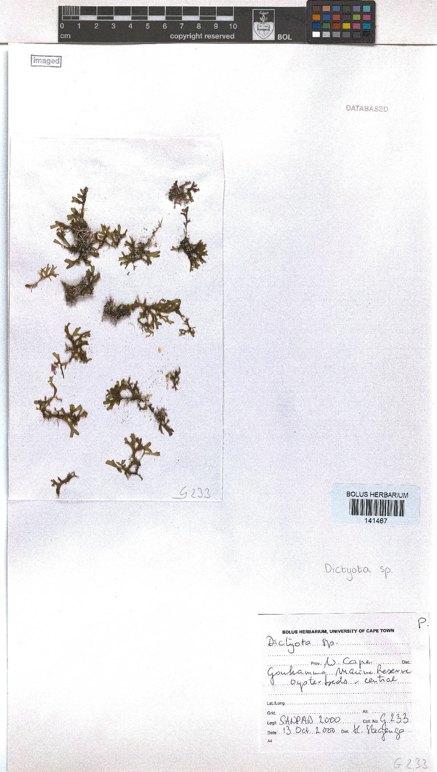 Dictyota image