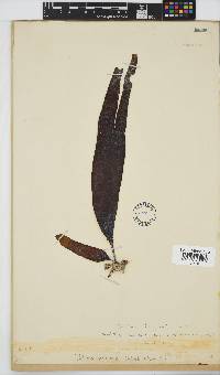 Ecklonia maxima image