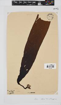 Ecklonia maxima image