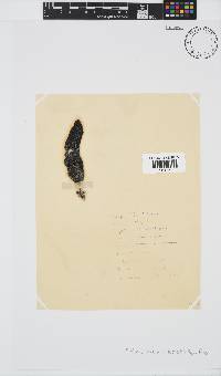 Ecklonia maxima image