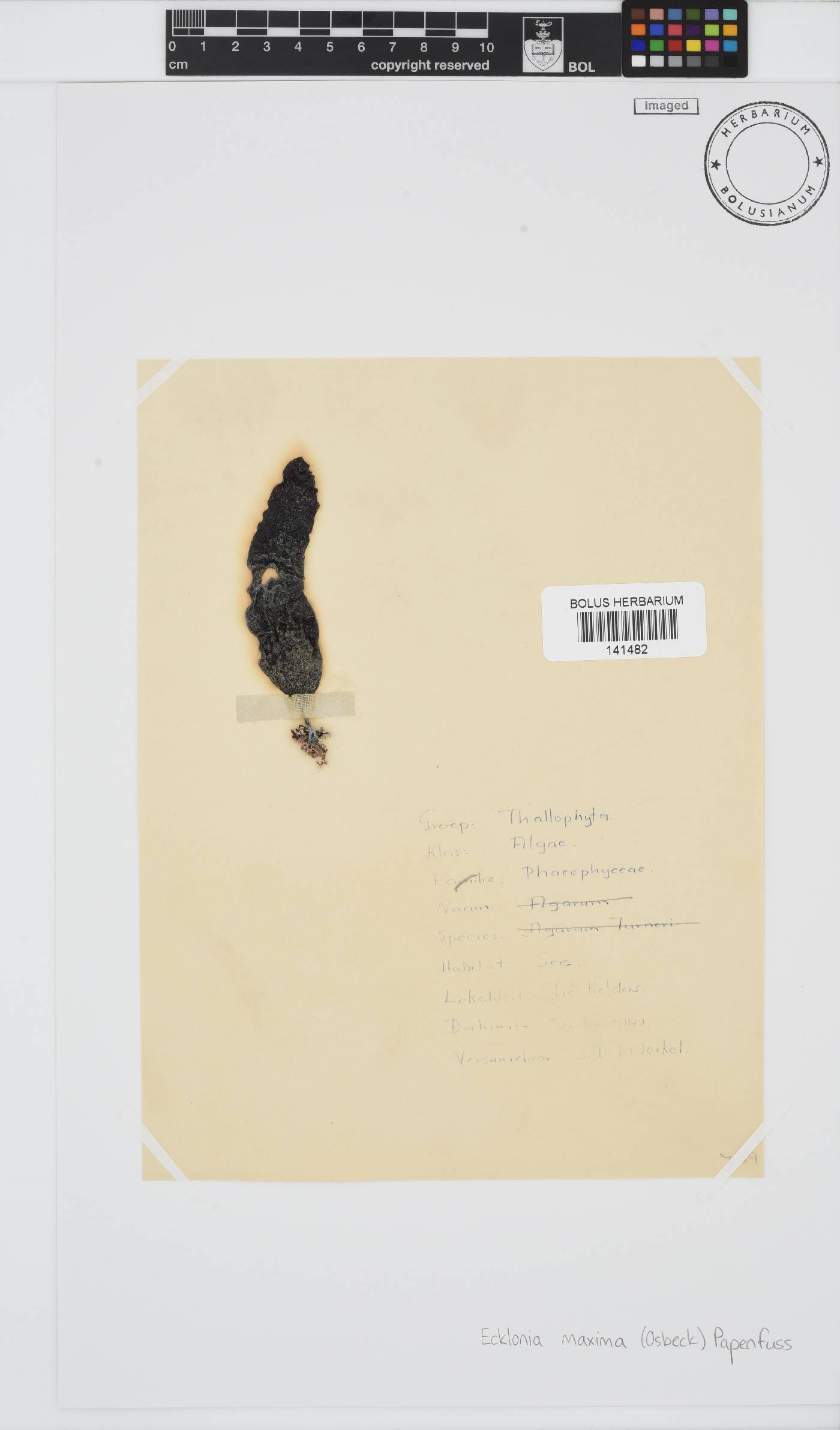 Ecklonia maxima image
