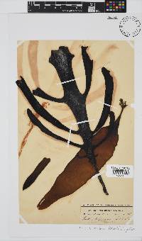 Ecklonia maxima image