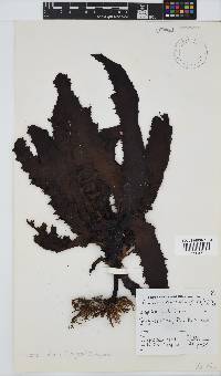 Image of Ecklonia radiata