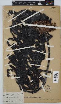 Ecklonia radiata image