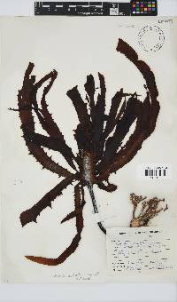 Ecklonia radiata image