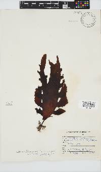 Ecklonia radiata image
