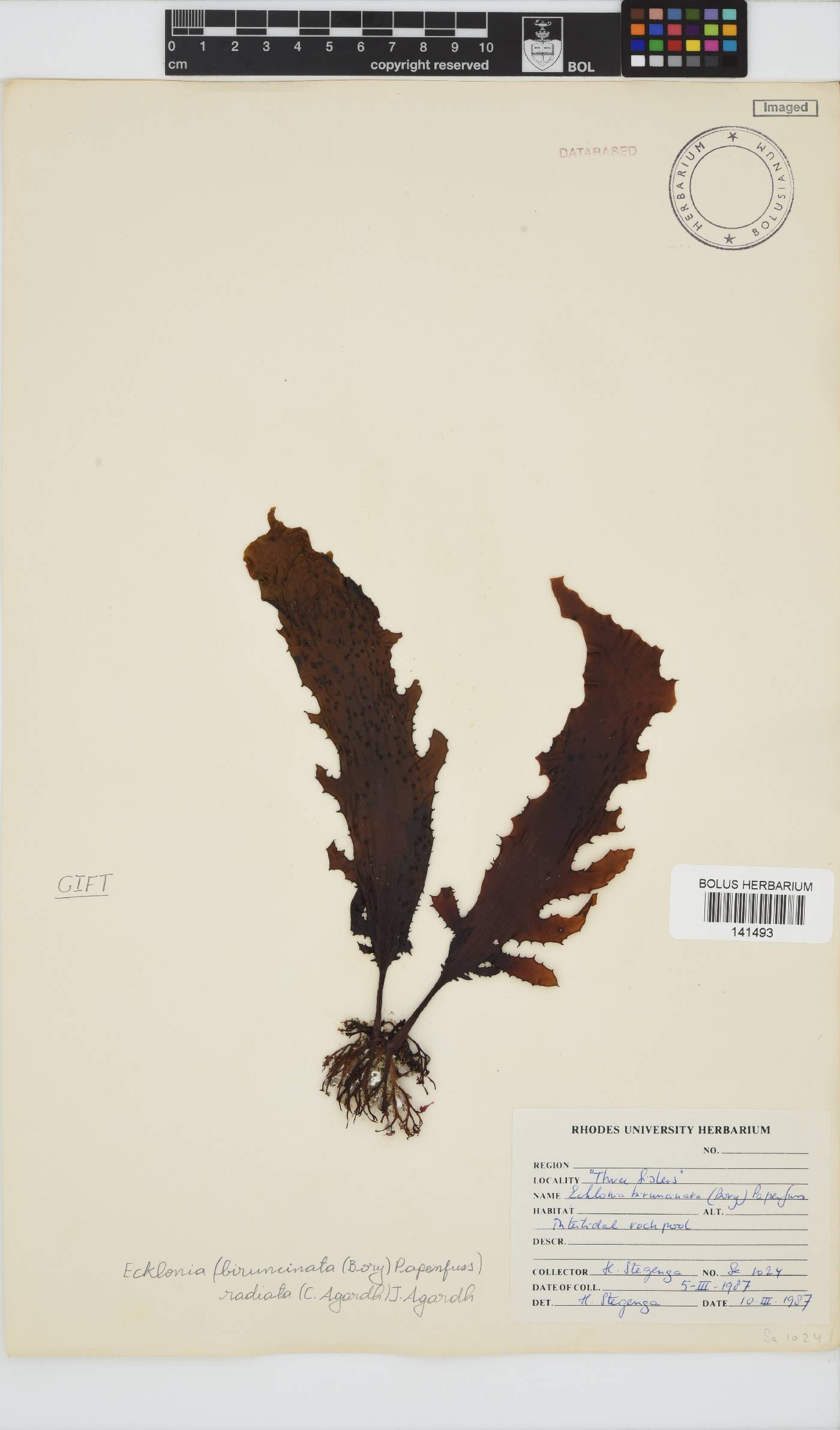 Ecklonia radiata image