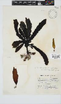 Ecklonia radiata image