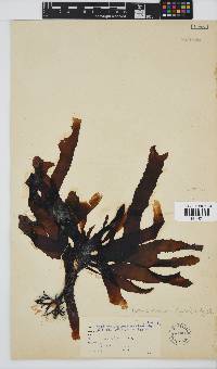 Ecklonia radiata image