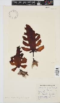 Ecklonia radiata image