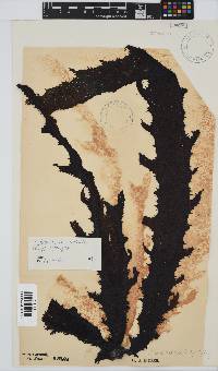 Ecklonia radiata image