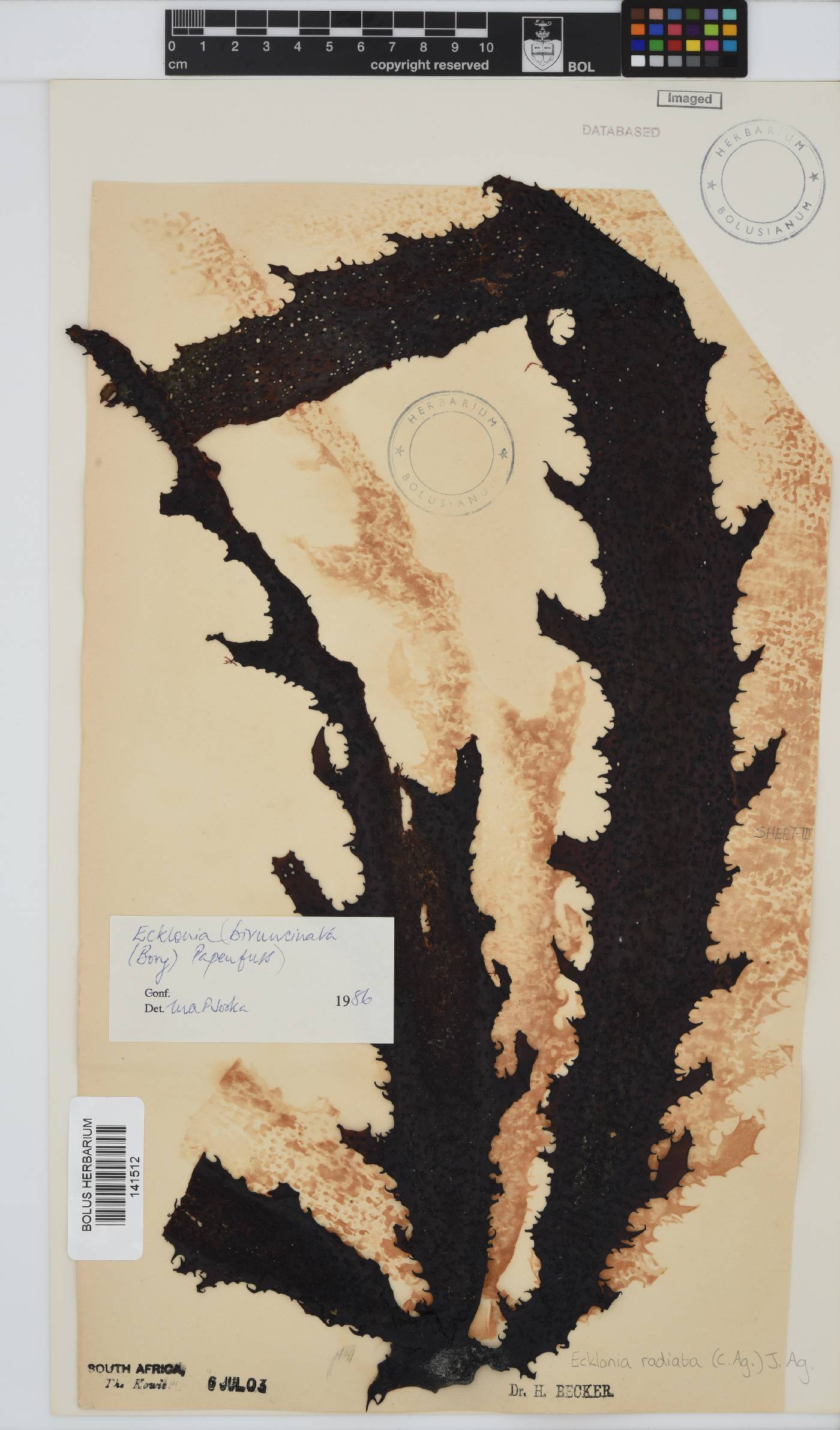 Ecklonia radiata image