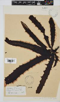 Ecklonia radiata image