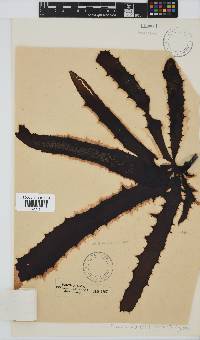 Ecklonia radiata image