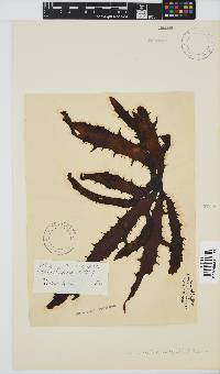 Ecklonia radiata image