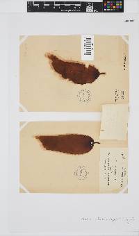 Ecklonia radiata image