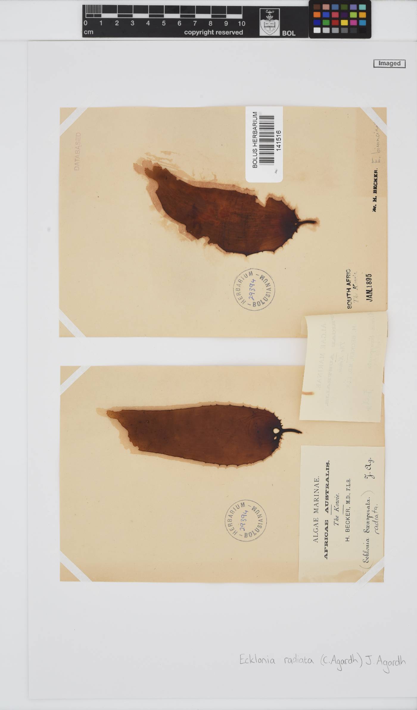 Ecklonia image