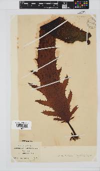 Ecklonia radiata image