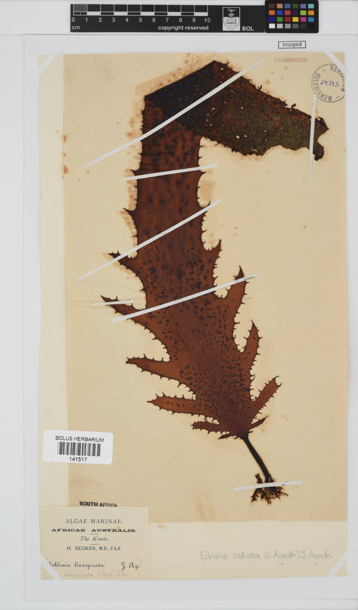 Ecklonia radiata image