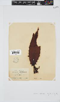 Ecklonia radiata image