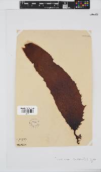 Ecklonia radiata image