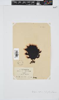Ecklonia radiata image
