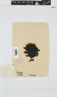 Ecklonia radiata image