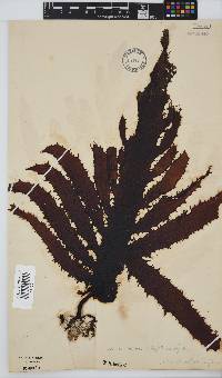 Ecklonia radiata image