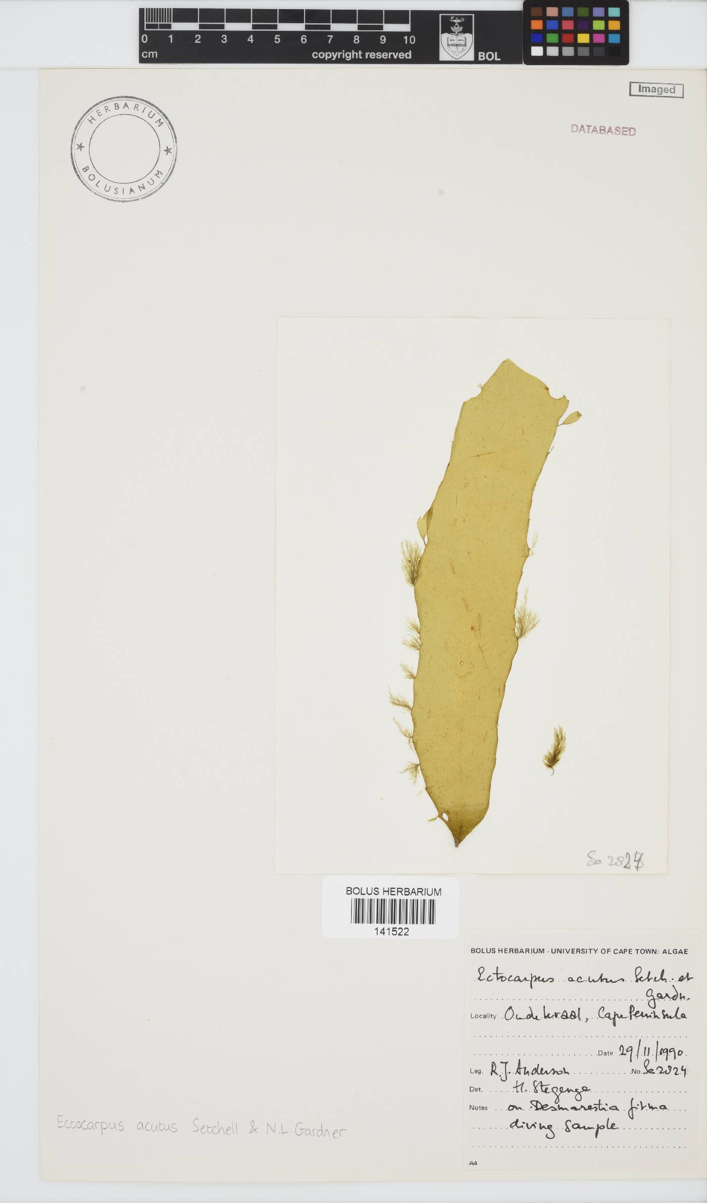 Ectocarpus acutus image