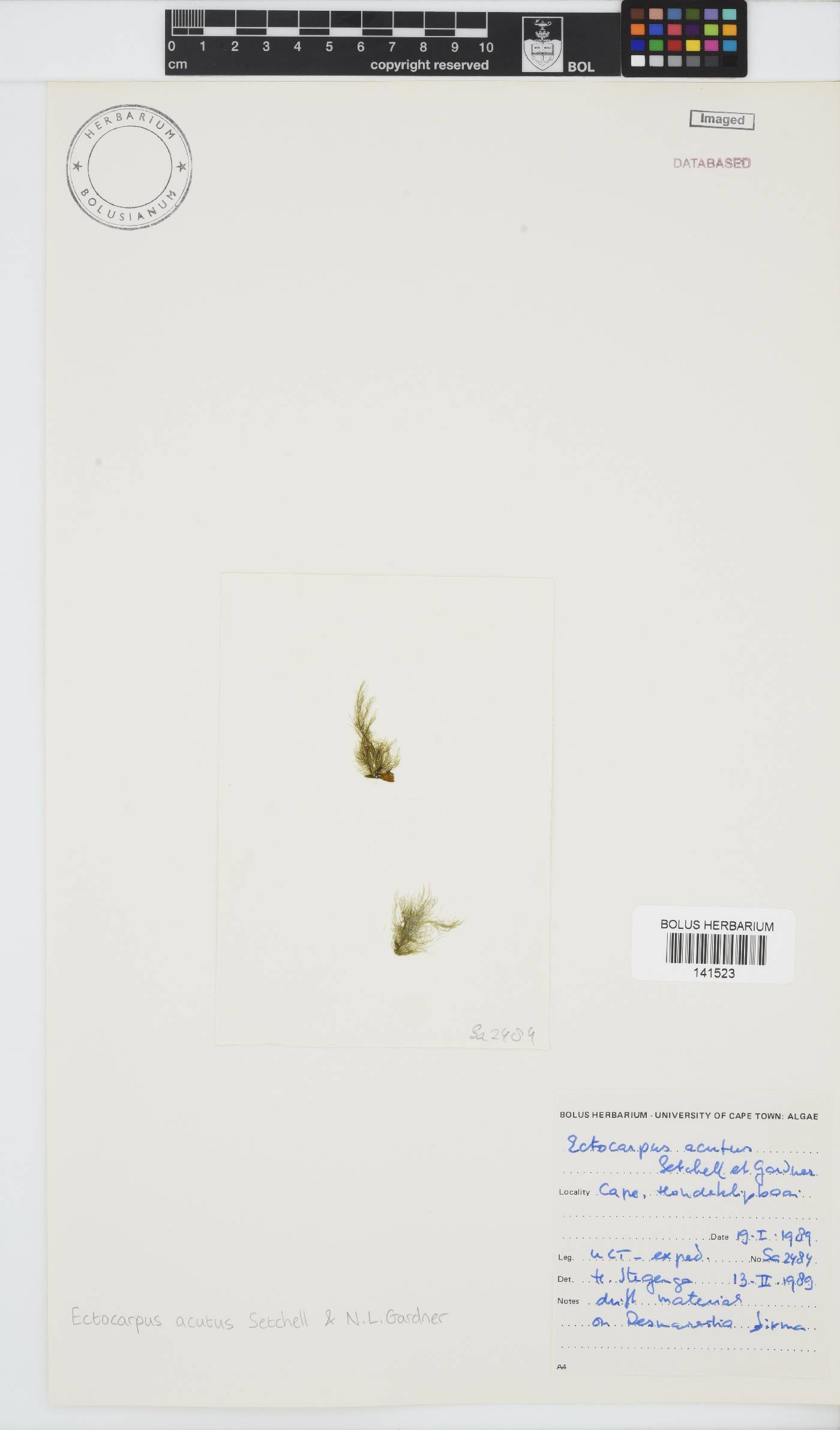 Ectocarpus acutus image