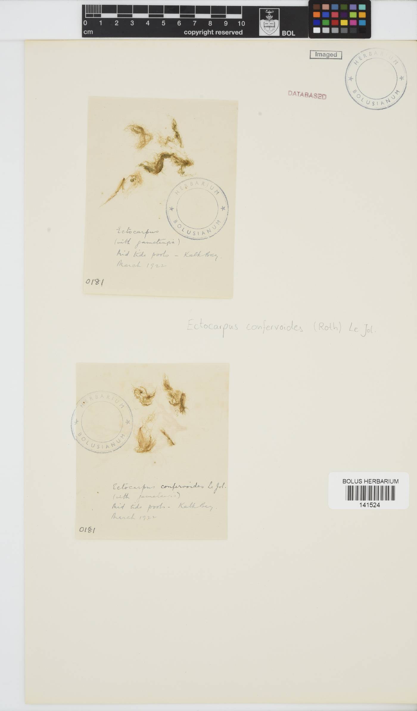 Ectocarpus confervoides image