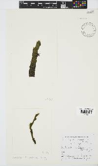 Image of Ectocarpus fasciculatus