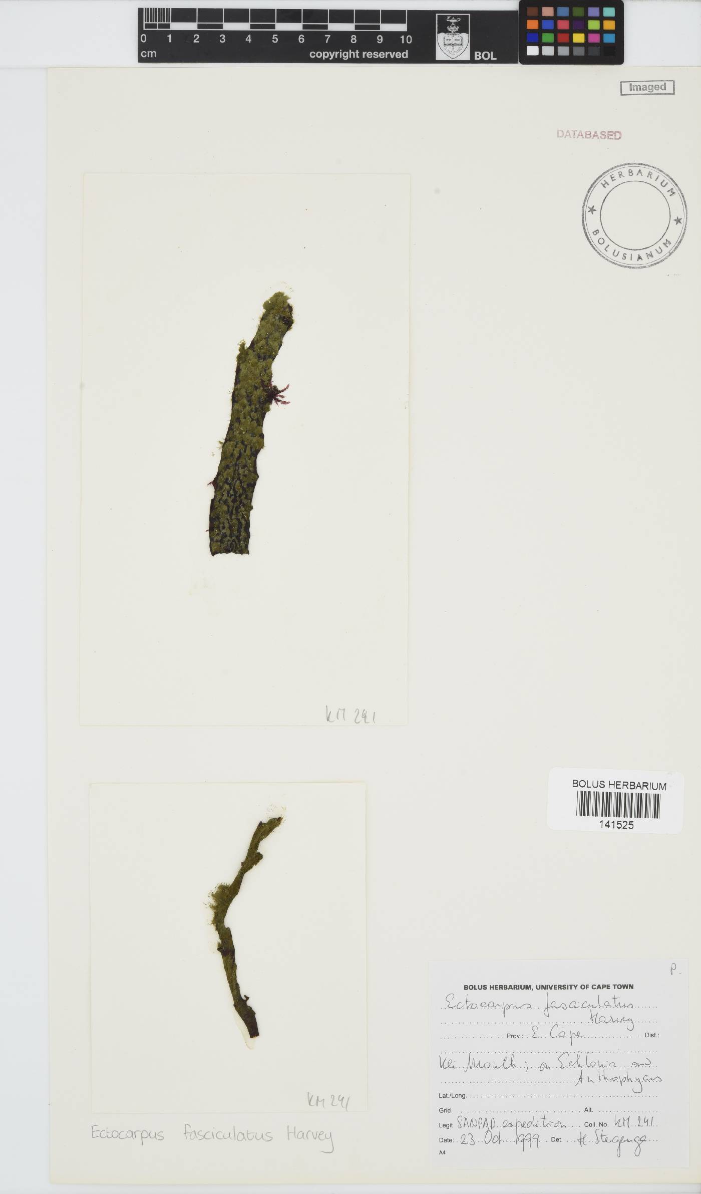 Ectocarpus fasciculatus image