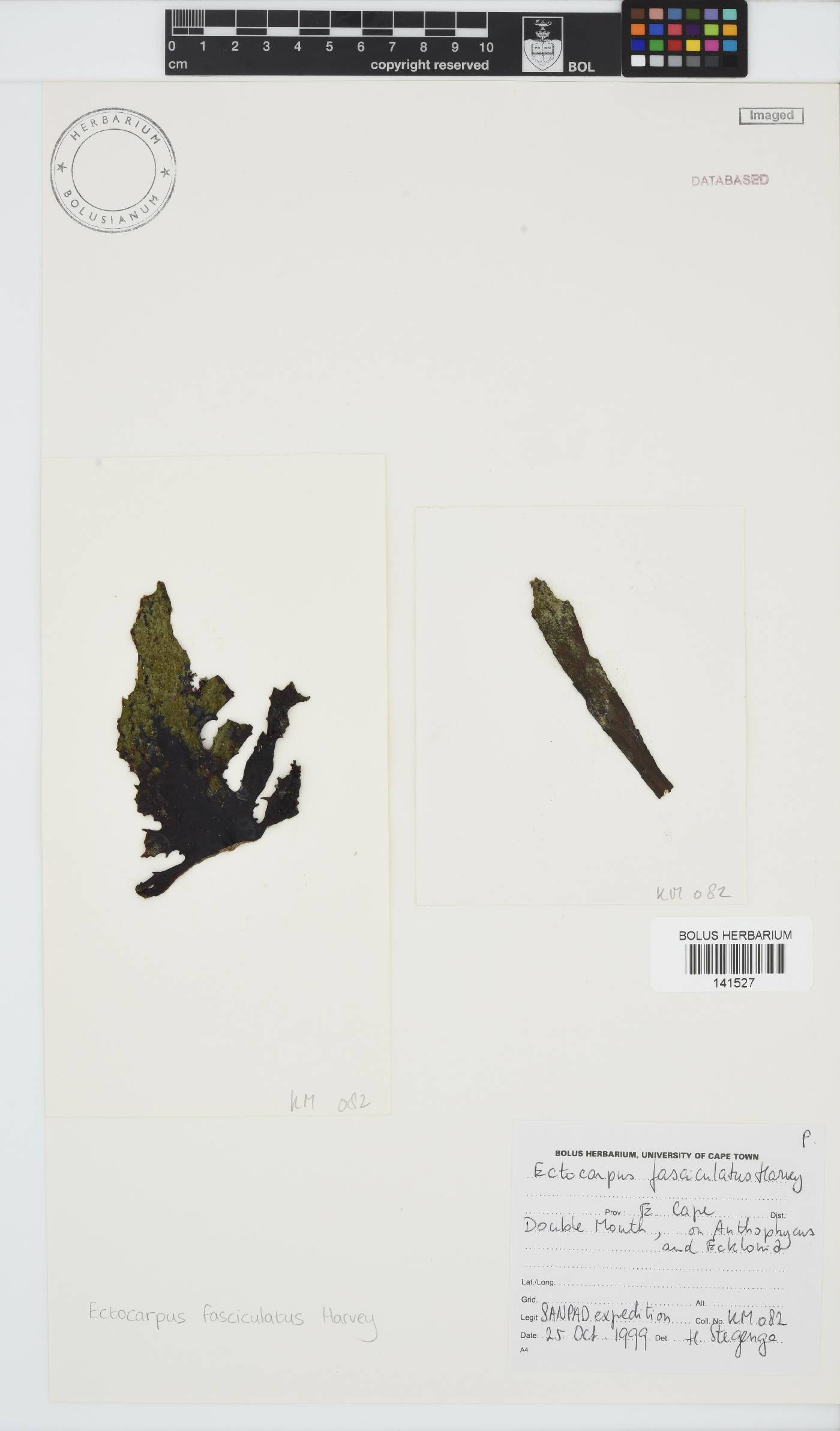 Ectocarpus fasciculatus image