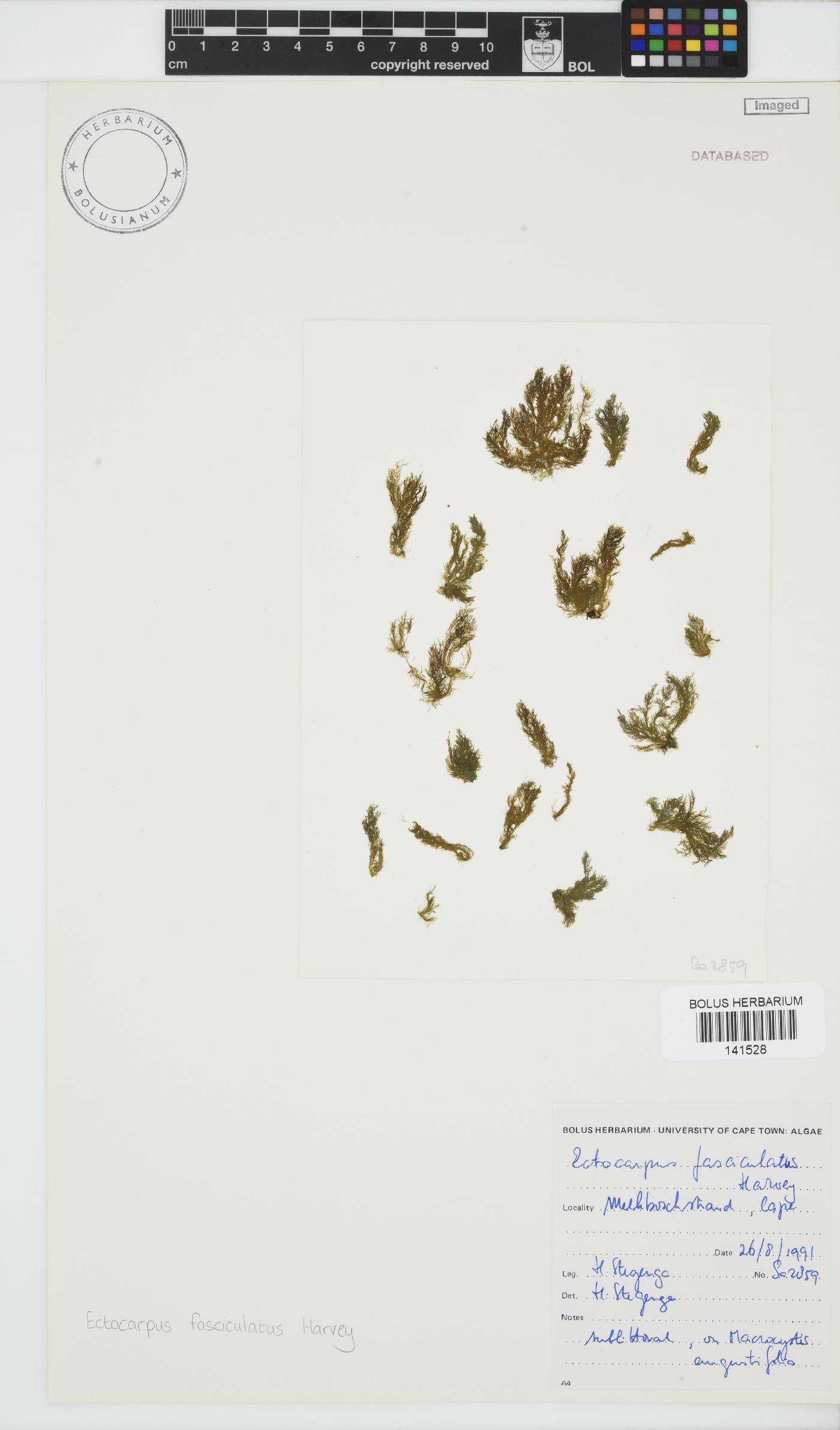 Ectocarpus fasciculatus image