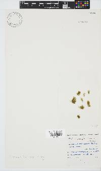 Ectocarpus fasciculatus image
