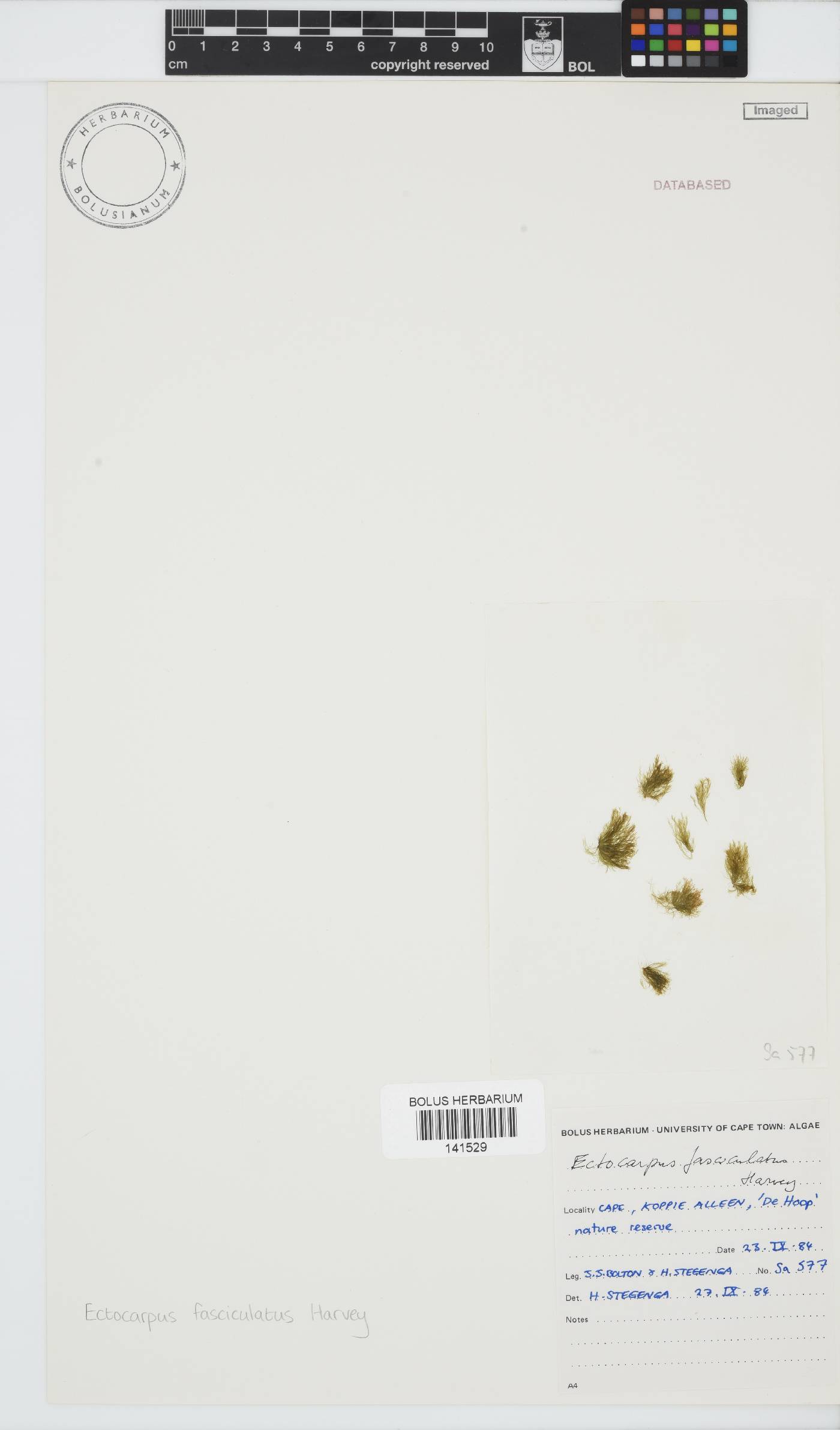 Ectocarpus fasciculatus image
