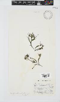 Ectocarpus siliculosus image