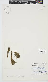 Ectocarpus siliculosus image