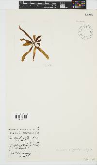 Petalonia binghamiae image